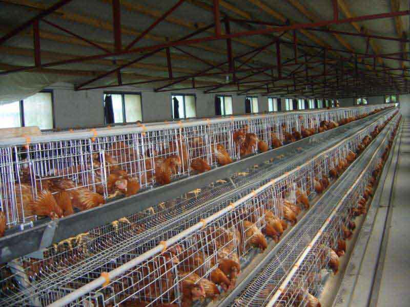 What are the advantages of iron egg cages