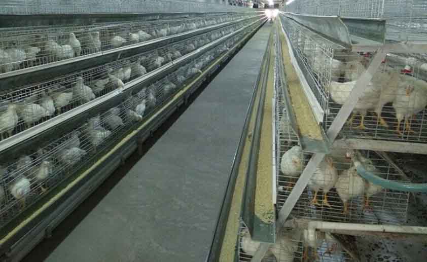 Common broiler cages are caged in cages